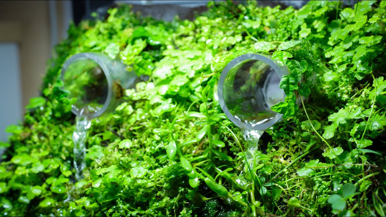 Water Drain Terrarium  making process