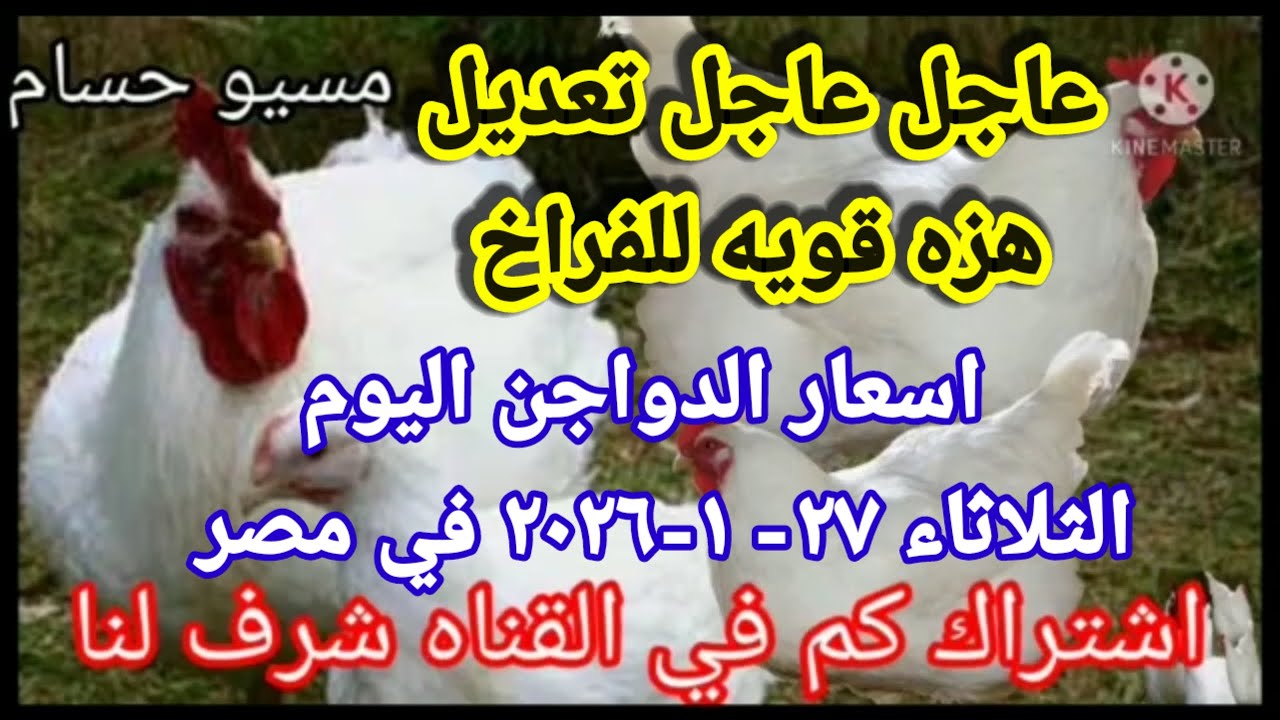 اسعار الفراخ البيضاء اليوم سعر الفراخ البيضاء اليوم الثلاثاء 27-1-2026 في مصر 