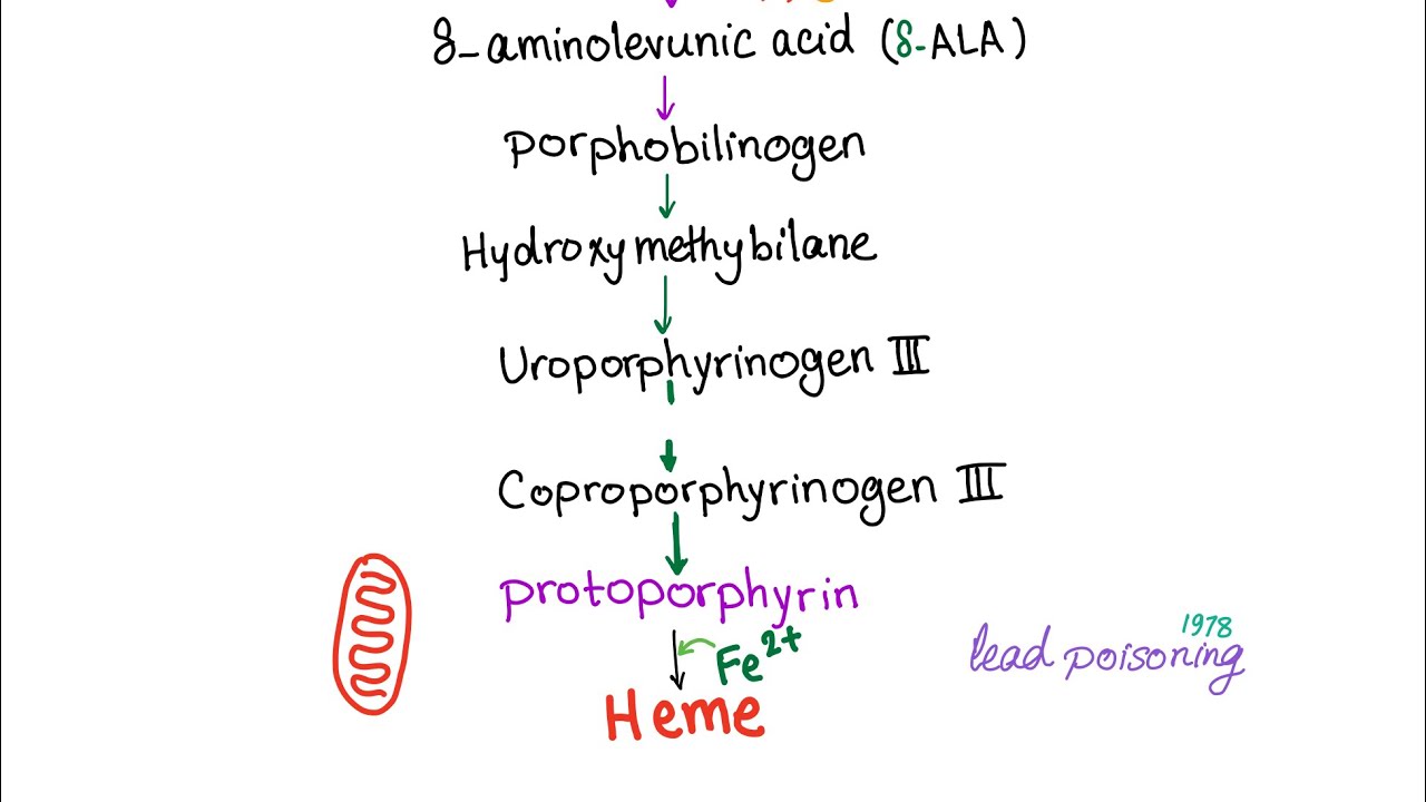 Heme Synthesis Pathway — Biochemistry and Hematology
