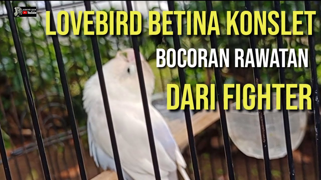 LOVEBIRD BETINA KONSLET ‼️ BOCORAN RAWATANYA DARI FIGHTER