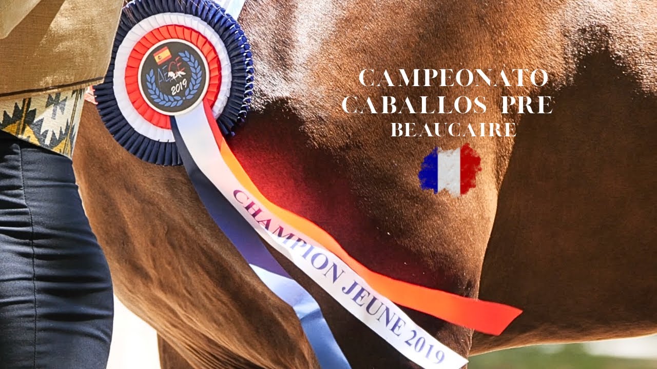 CAMPEONATO DE CABALLOS ESPA&Ntilde;OLES EN FRANCIA (BEAUCAIRE, 2019)