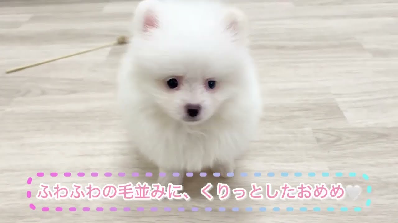 ポメラニアンくん♡