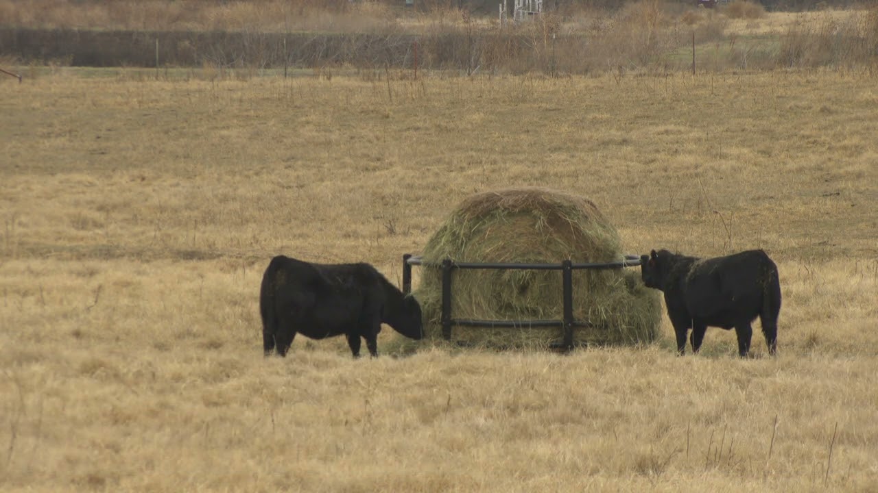 Cow-Calf Corner - Cost-effective Feeding Part 2