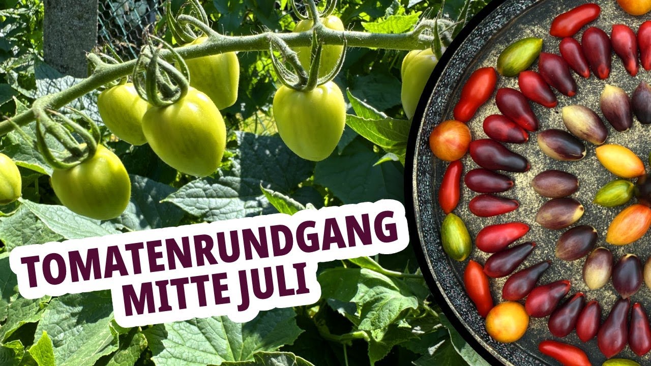 Meine Tomaten im Juli - Sortenvorstellungen