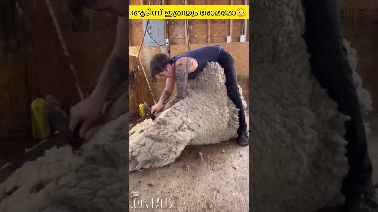 ഇത് കണ്ടാൽ നിങ്ങൾ തീർച്ചയായും ഞെട്ടും #shorts #facts #viral #malayalam #afluworld