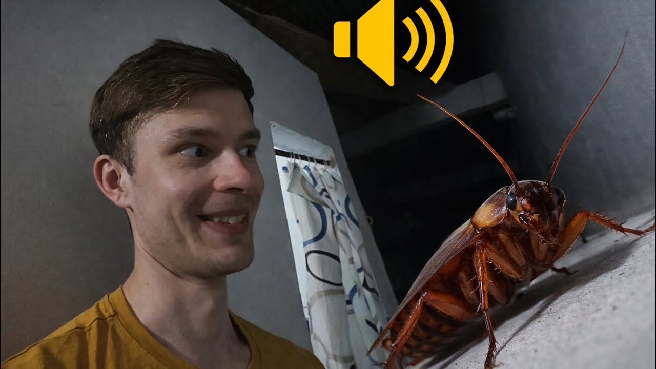 Naujas startas. Džiunglių signalizacija ir naktis su tarakonais.