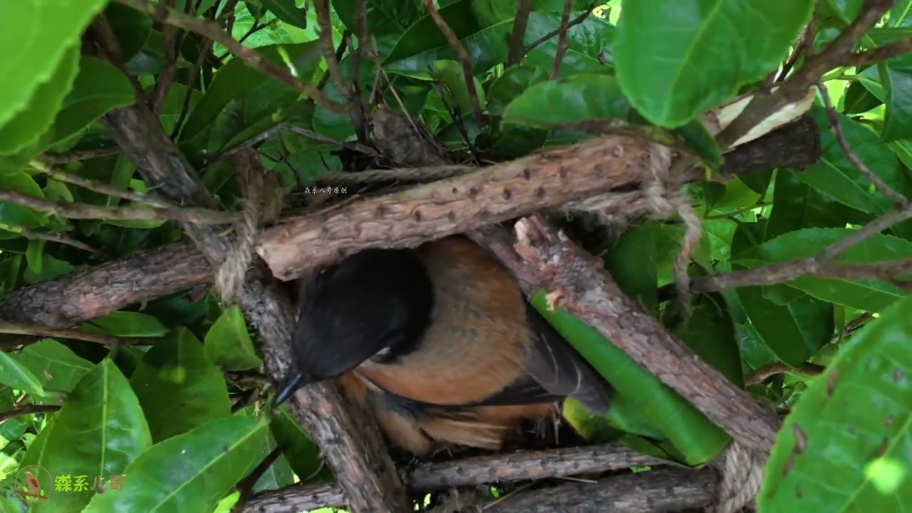 The cuckoo is too weak to push the chick. The mother feeds food unsuitable for it.杜鹃鸟没有力气推小鸟了