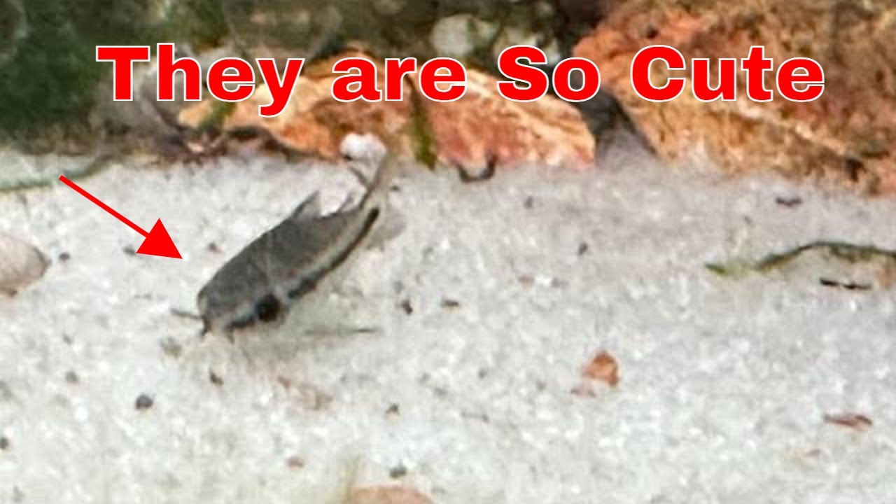 Ultimate Pygmy Corydora Care Tips For Happy Fish!