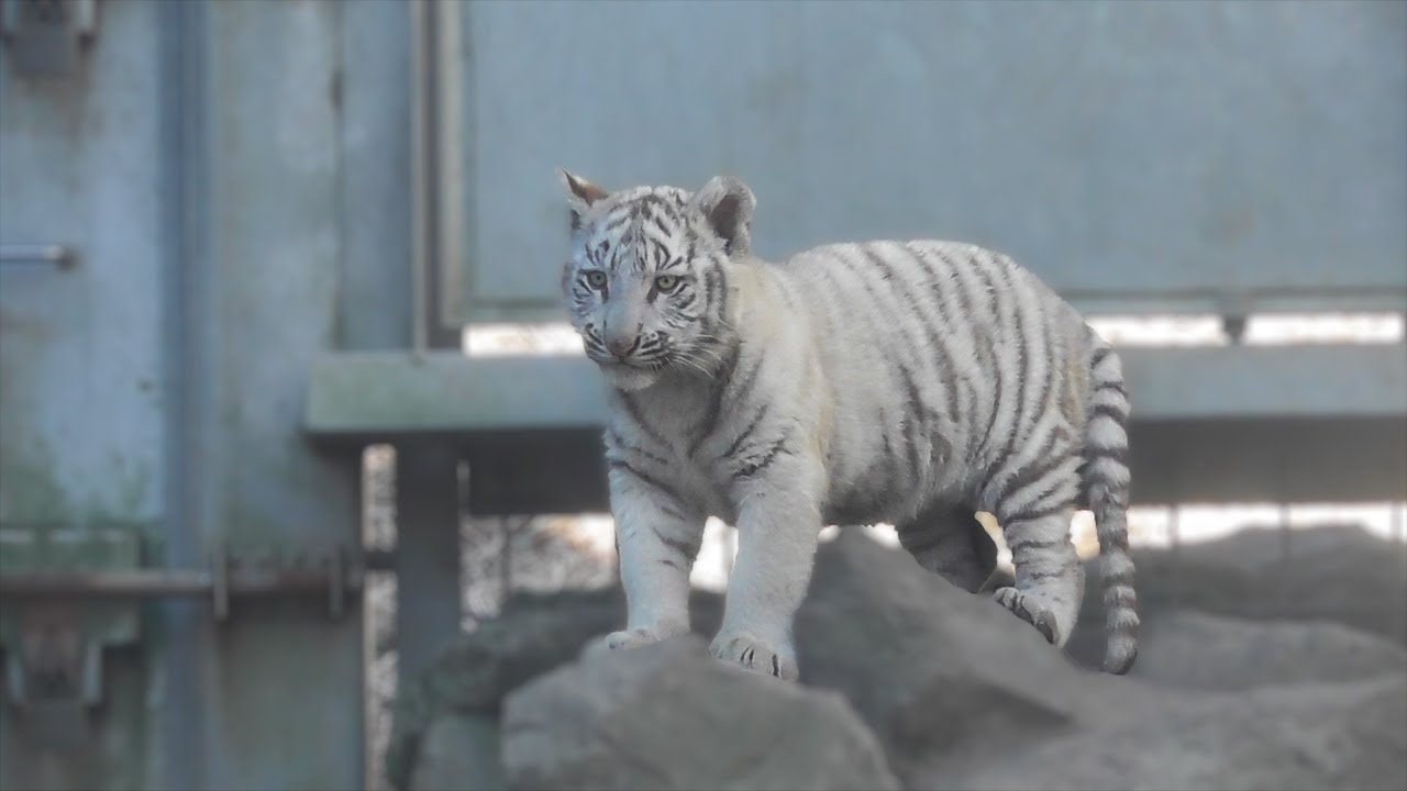Нет ничего более милого, чем младенцы-тройняшки белого тигра 🐾