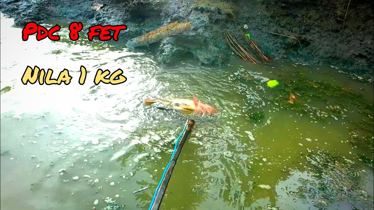 nila babon di galian excafator ‼️kich ca 🔴 electric fishing
