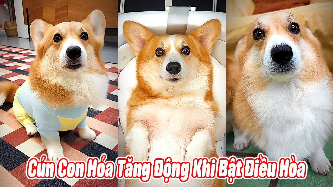 🐶 Cún Con Hóa Tăng Động Khi Bật Điều Hòa ❄️ #thúcưng #vậtnuôi #chómèohàihước #funny #pets #cat #cute