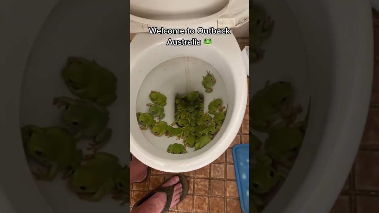 A normal day in Australia#funny#spider#kala#cat#for #foryou #fyp #foryoupage #funnyvideo #animals