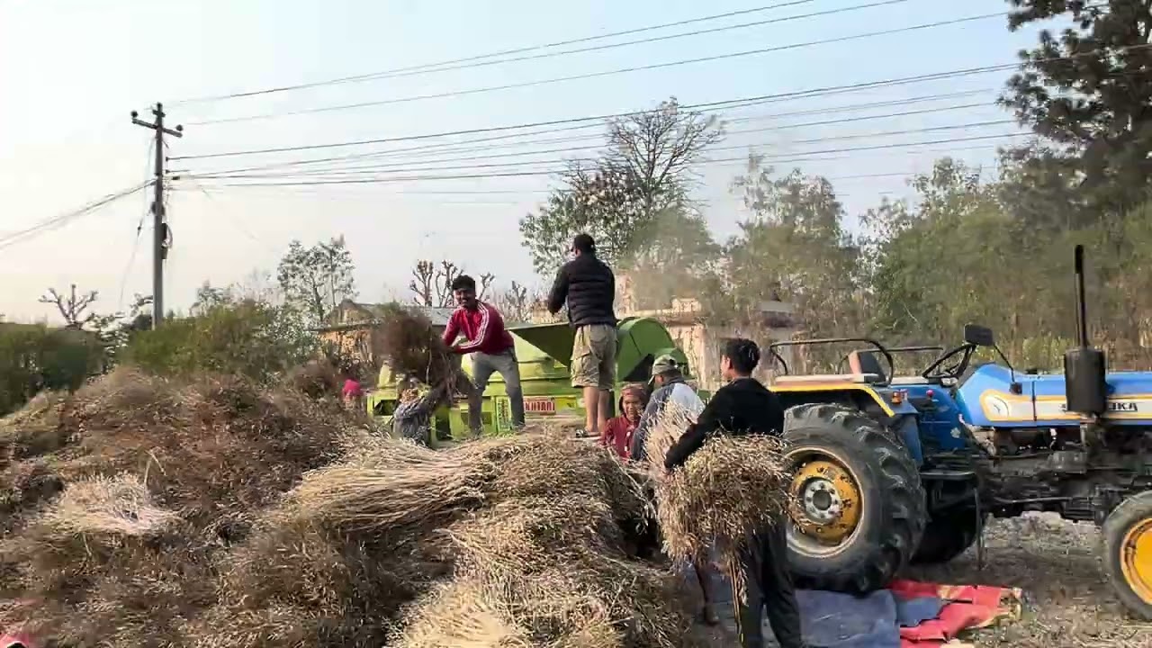 सरसों की थ्रेसिंग || मल्टी क्रॉप थ्रेशर से सरसों की थ्रेसिंग #खेती #कृषि #थ्रेसिंग Nepal 
