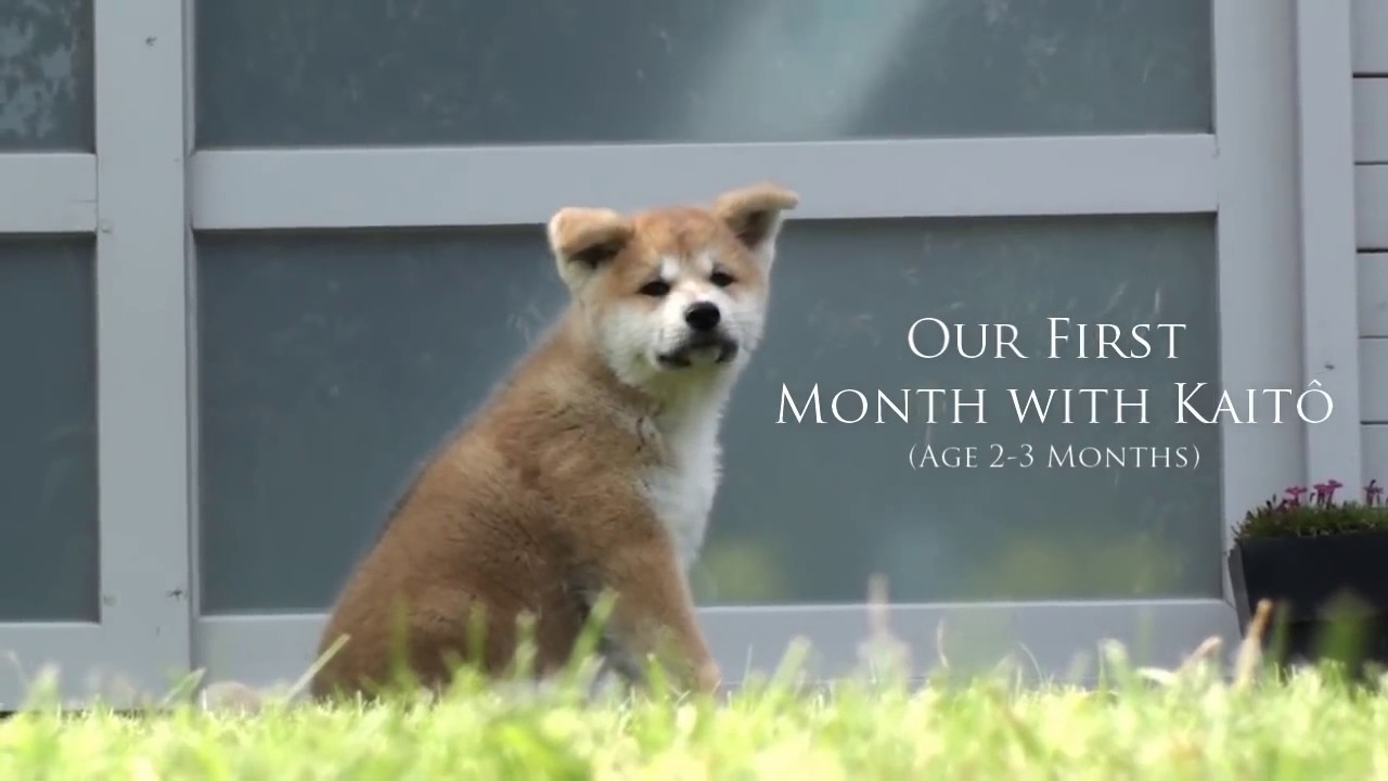 Akita Inu Puppy - Our First Month with Kaitô