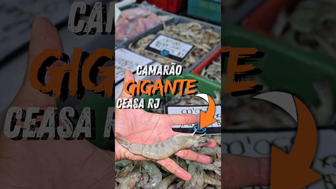O camarão gigante 