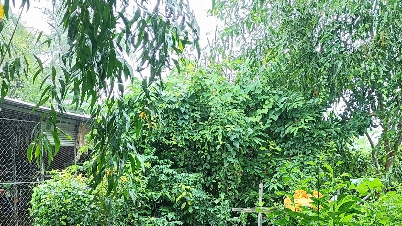 Calm Moments in the Rain 🌧️🍃