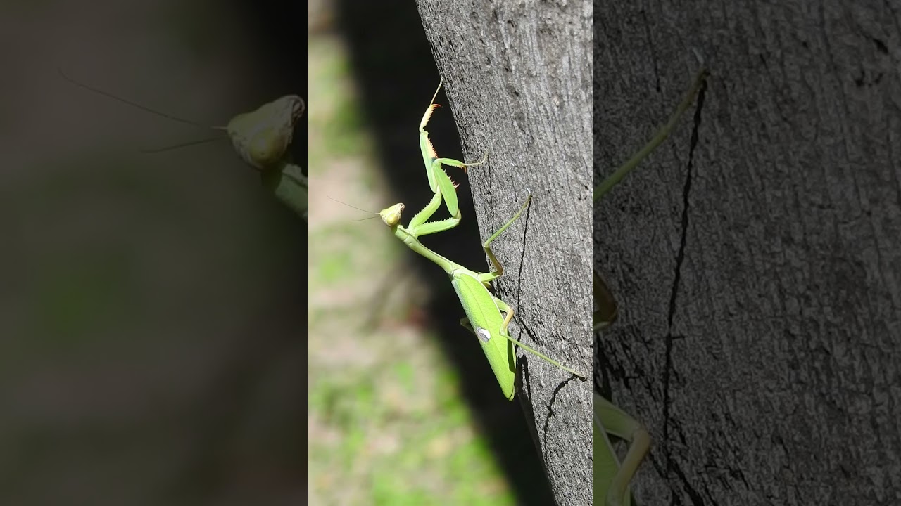 MANTIS RELIGIOSA - MAMBORETA #shorts #mantis #insects #animals #mantisreligiosa