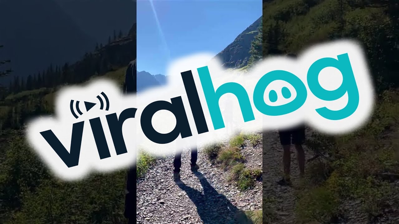 Близкая встреча с медведем в национальном парке Глейшер || ViralHog