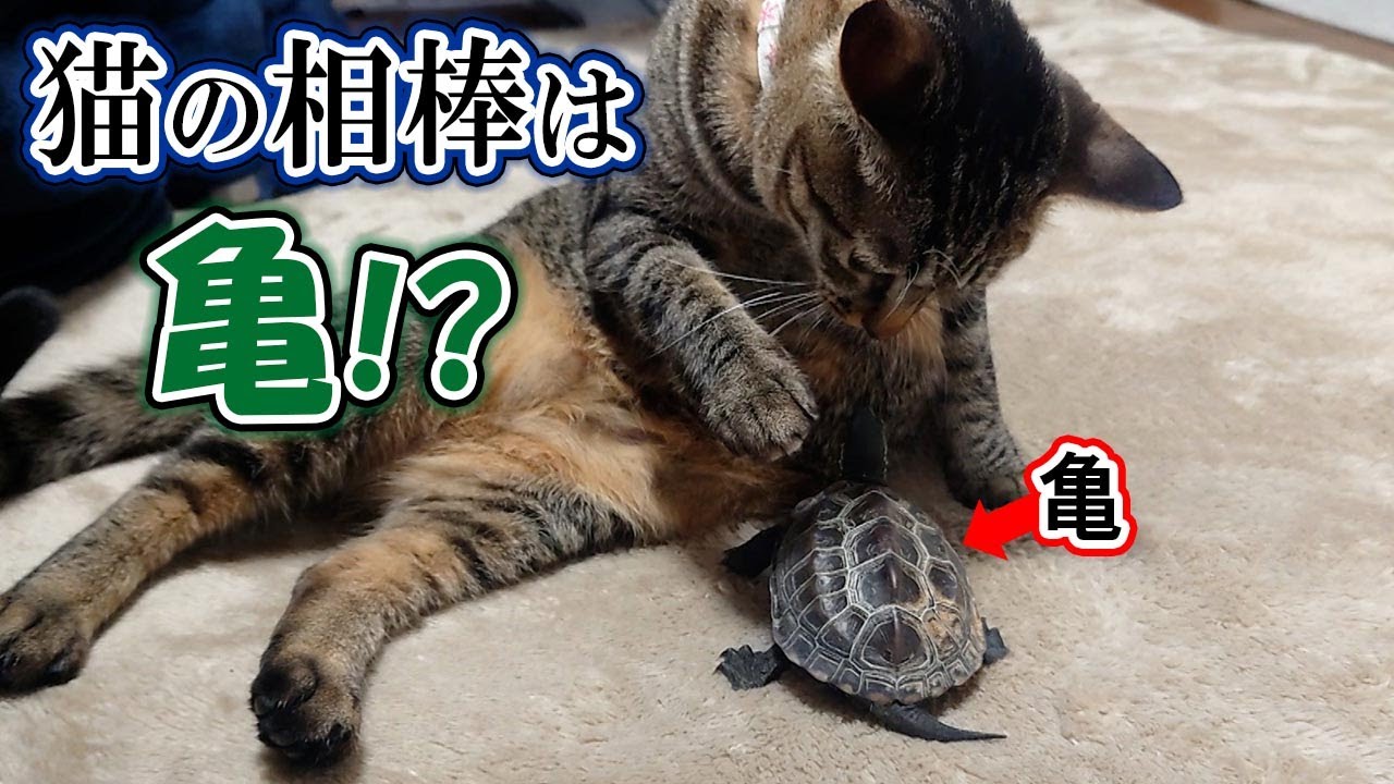 Черепаха, которая так любит кошек, что гоняется за ними со всей скоростью