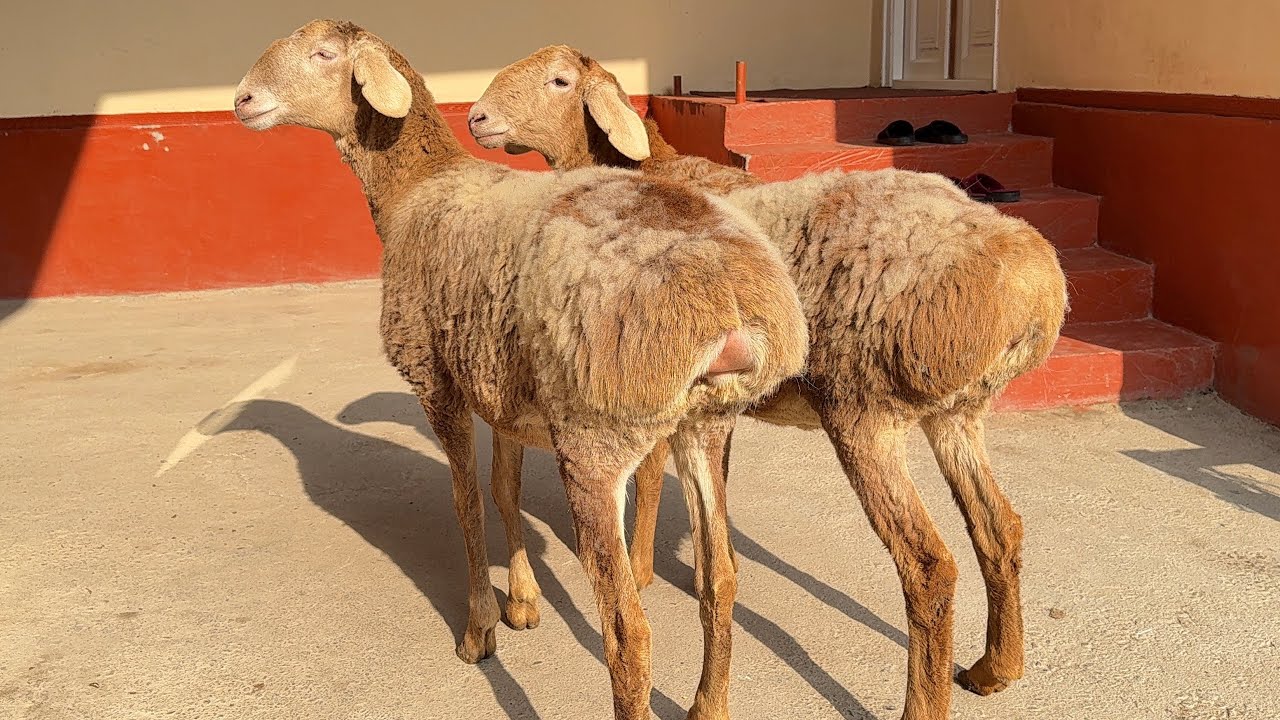 Arashan sovliqlar keldi yangi partya #arashan #arashanuz #chorvabozor #sheep 