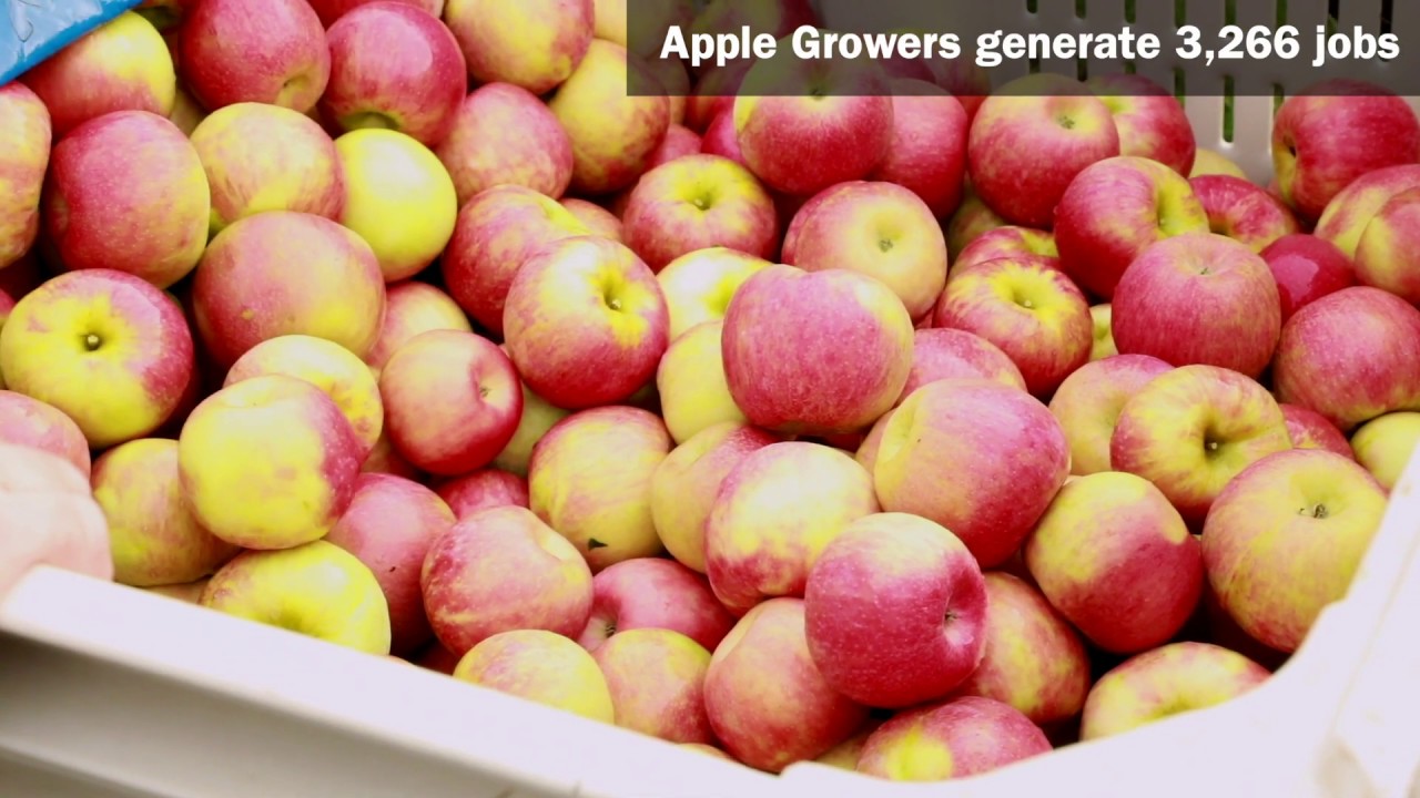 The Economic Impact of the Ontario Apple Industry