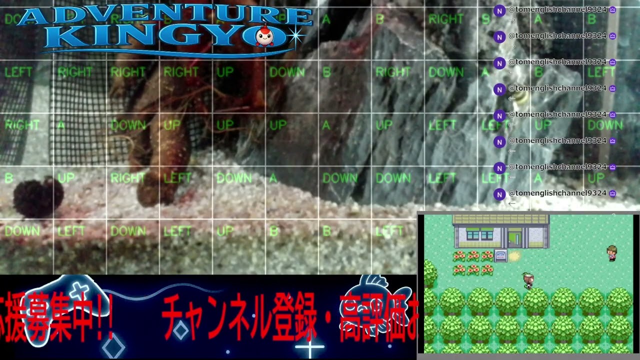 【ポケモンエメラルド】金魚がゲームをプレイ!? 🐟 視聴者コメントで動く参加型ライブ配信 〜Adventure Kingyo〜 パート153 2026-03-02