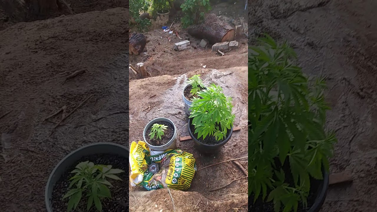 Outdoor Cannabis Grow Update (Fallbrook,CA)