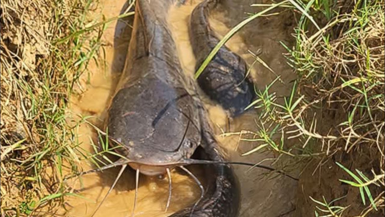 Cat fish 😂 মাগুর মাছ 😂😂