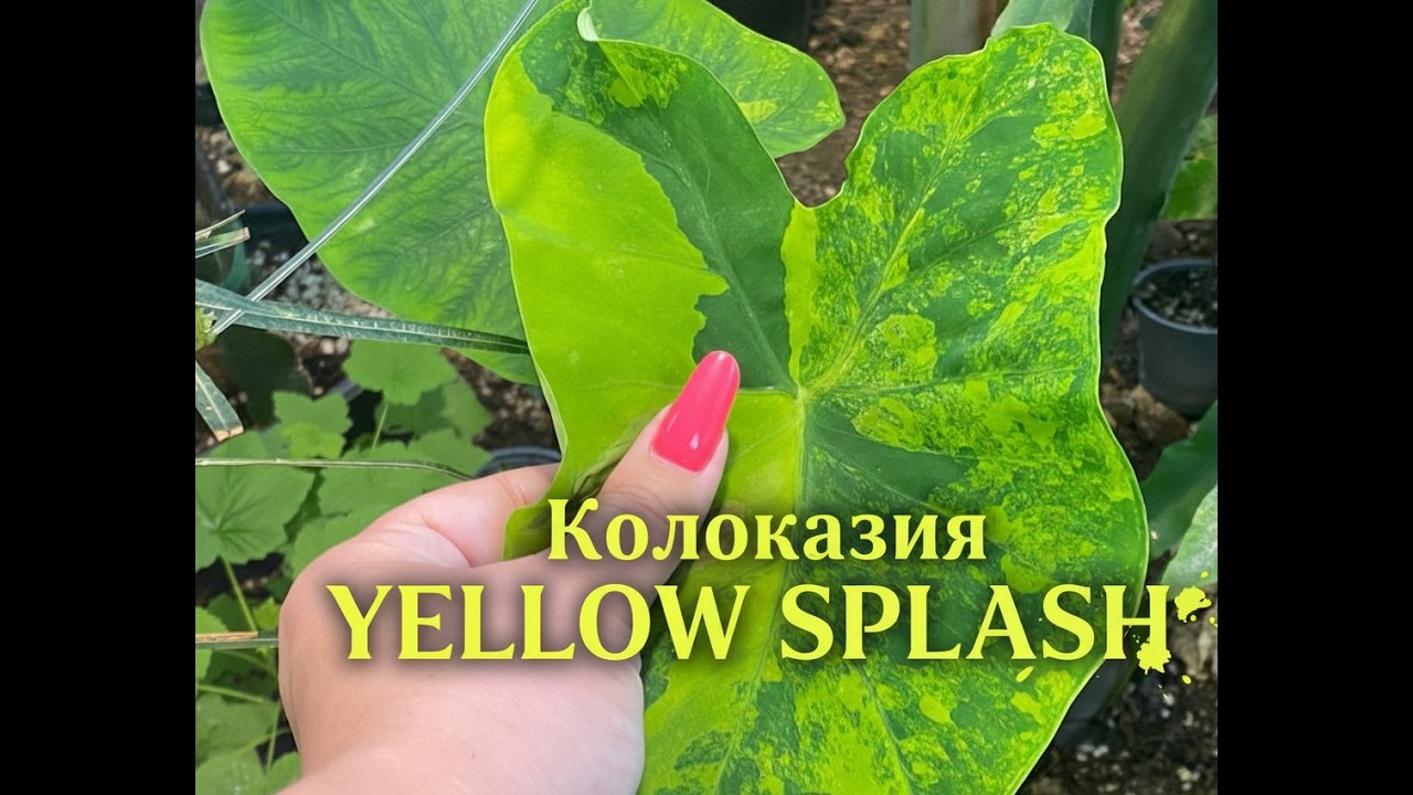 Это НЕ Алоказия! В чем разница?#размножениерастений#alocasiacolocasia#plants