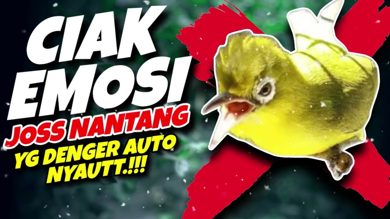 Ciak Joss Kecial Kuning EMOSI NANTANG Ampuh Bikin Yg Denger Auto NYAUT‼️