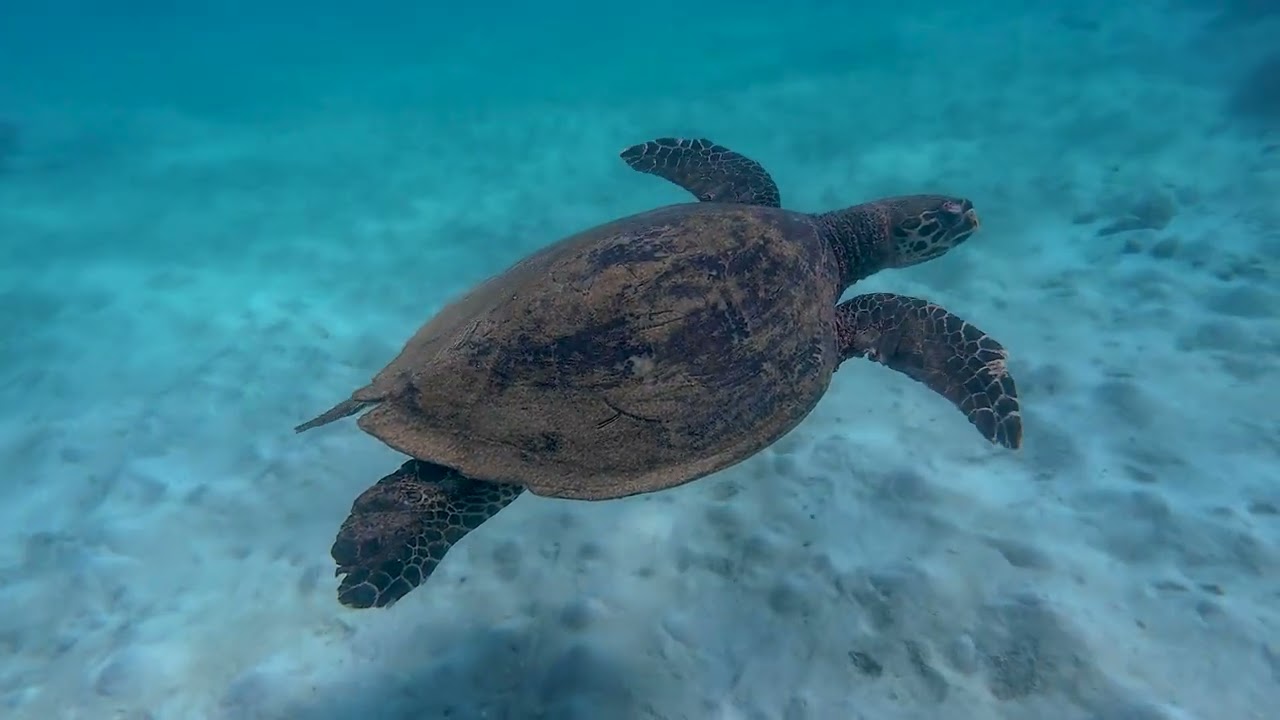 Great Barrier Reef 05062025