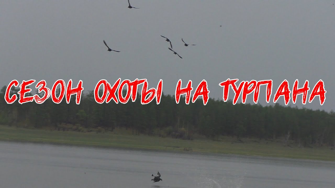 Охота на турпана в Якутии, сезон 2021.