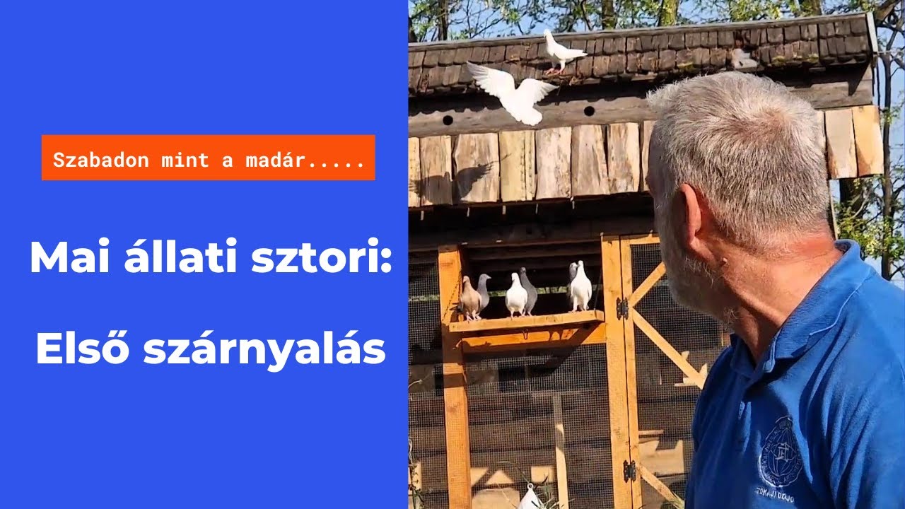 Fiókáink első szabad szárnyalása a Tanya légterében...