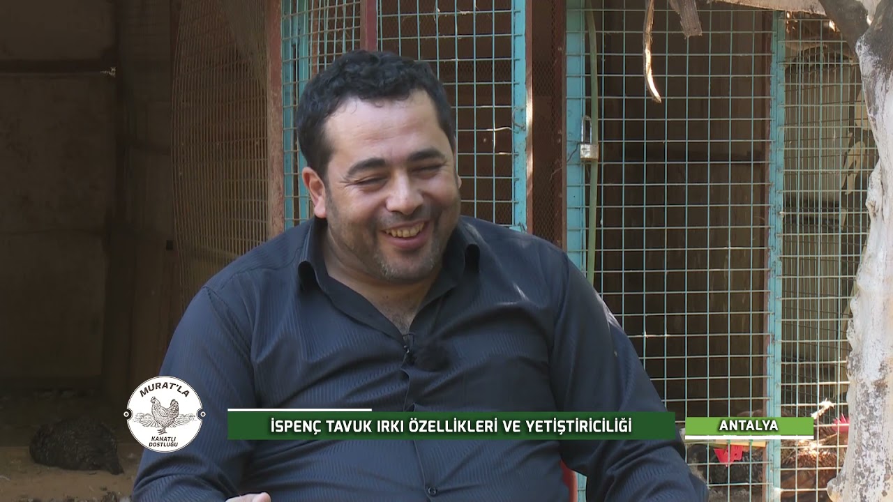 MURATLA KANATLI DOSTLUĞU | İSPEN&Ccedil; TAVUK IRKI YETİŞTİRİCİLİĞİ