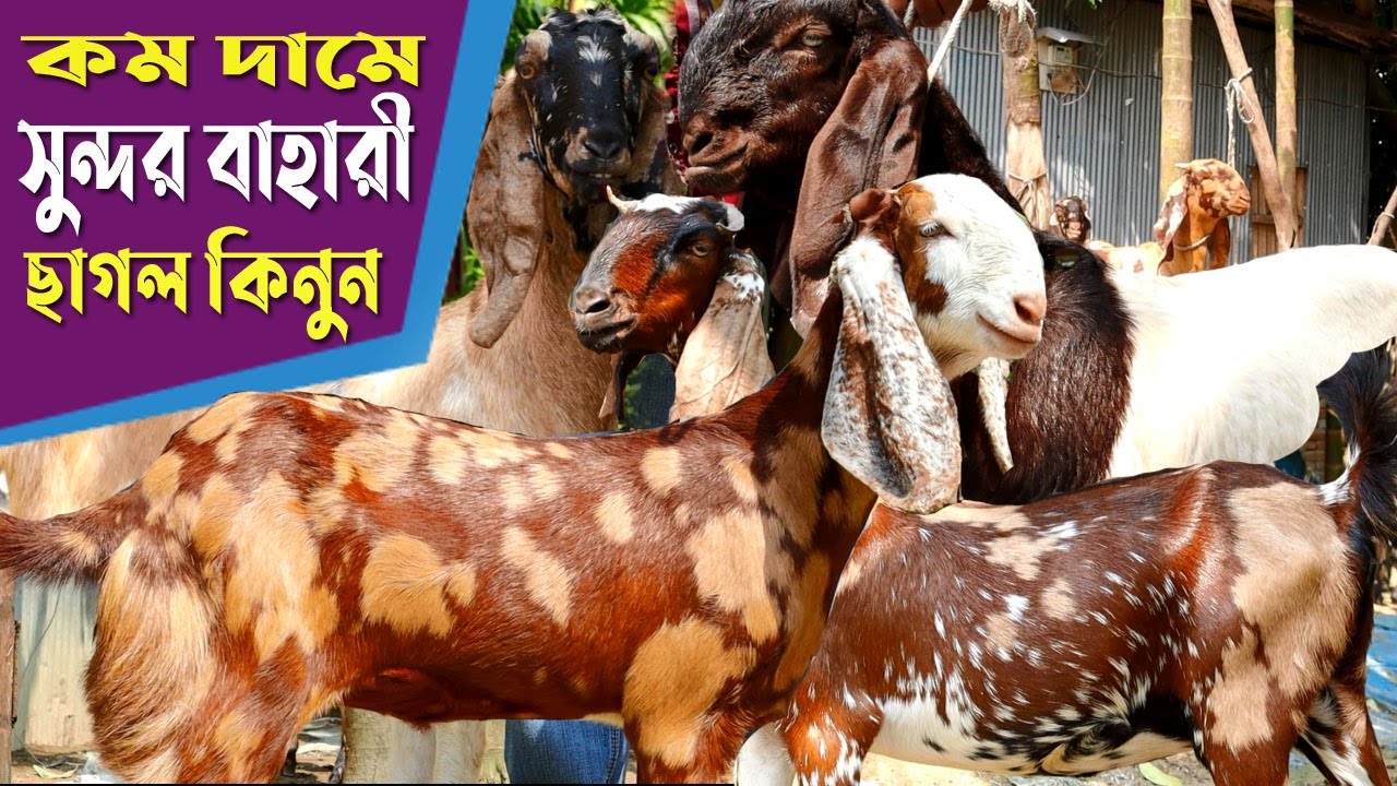 কম দামে বাহারী খামার উপযোগী ছাগল কিনুন | তোতাপুরী, শেরোহী, বিটল | Goat Farming -  Rakhal Bondhu bd