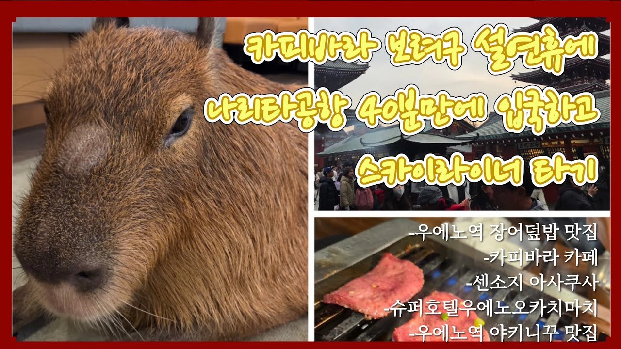 설연휴 초딩아들과 3박4일 도쿄자유여행 Vlog🇯🇵|스카이라이너타고우에노,도쿄카피바라카페,슈퍼호텔우에노오카치마치,우에노역맛집