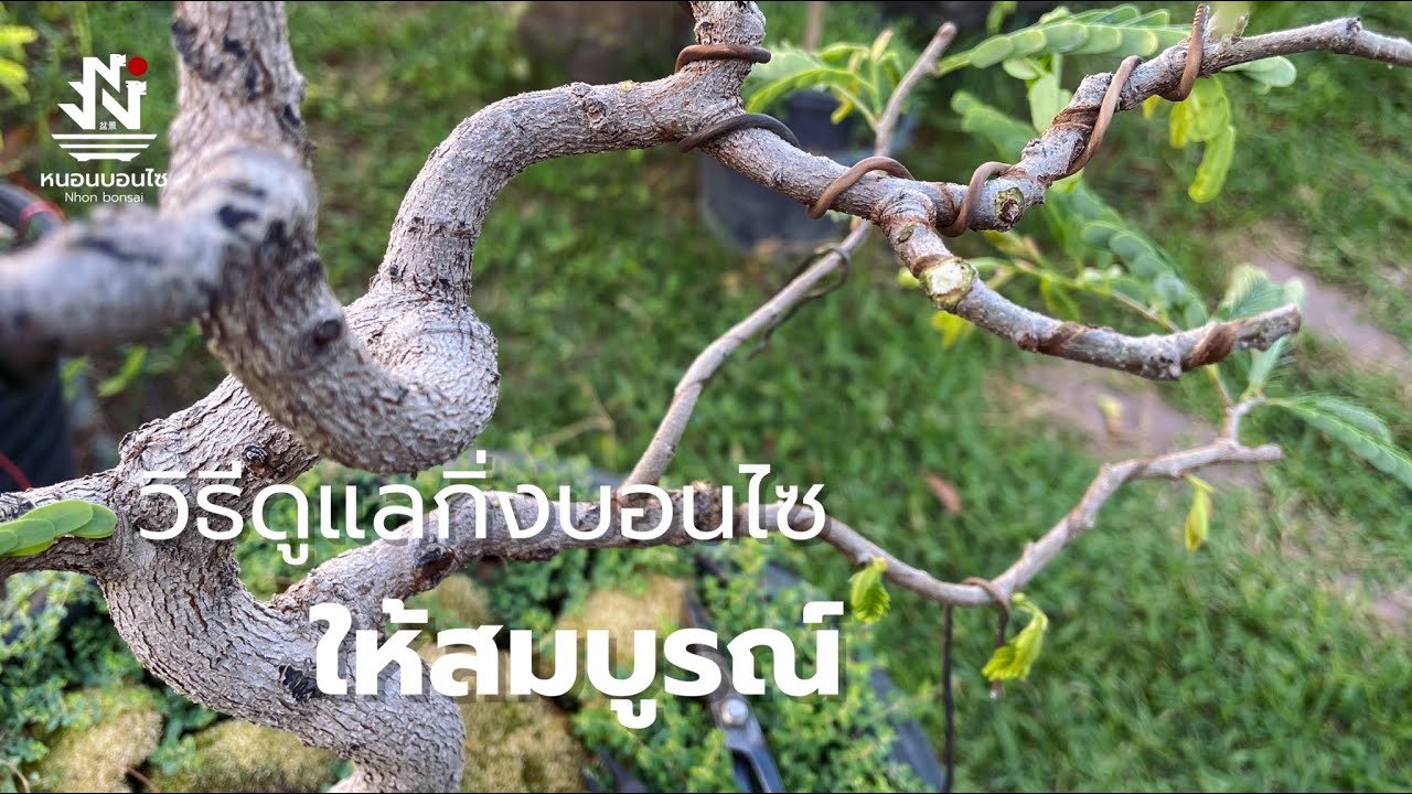 วิธีดูแลกิ่งบอนไซให้สมบูรณ์