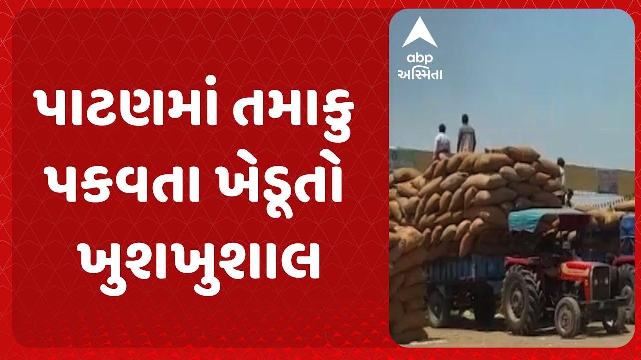 Patan News | પાટણમાં તમાકુ પકવતા ખેડૂતો ખુશખુશાલ, તમાકુના વેચાણ માટે શરૂ થયું માર્કેટ યાર્ડ