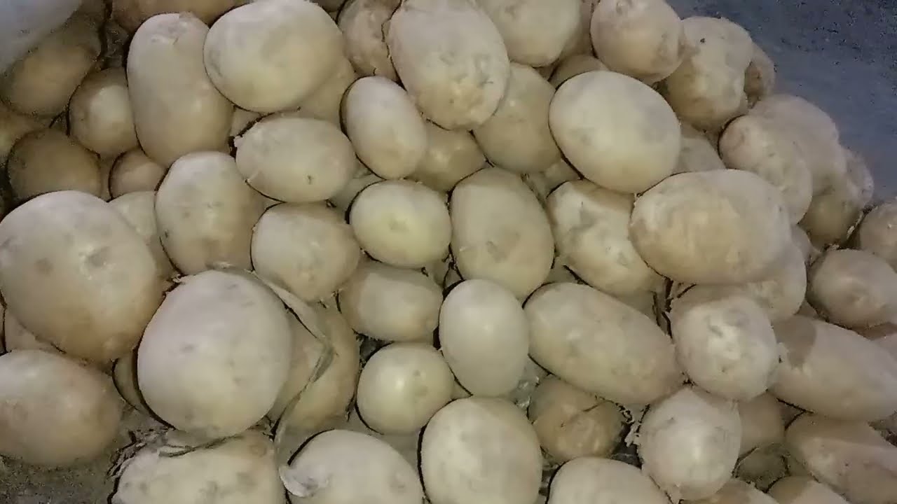 @حالة سوق العبور لايصدقها عقل أسعار الخضار راكبة مراجيح العيد و احنا لسه في #رمضان شوف البصل # بكام