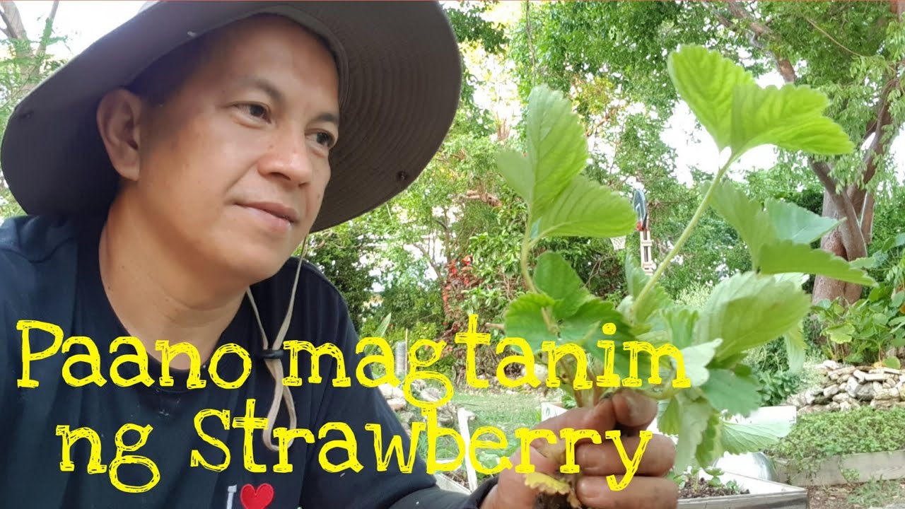 Paano mag alaga ng Strawberry, Paano magtanim ng Strawberry Bahamas