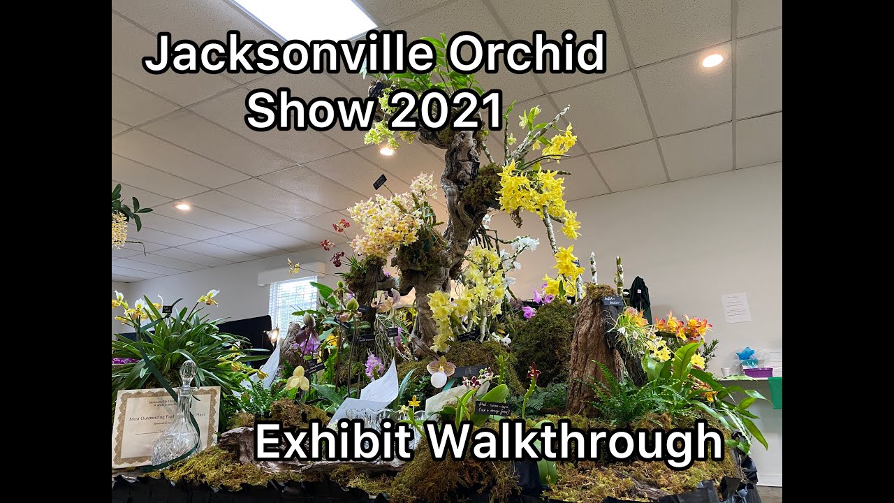 Walkthrough at the Orchid Exhibit, Jacksonville Orchid Show 2021