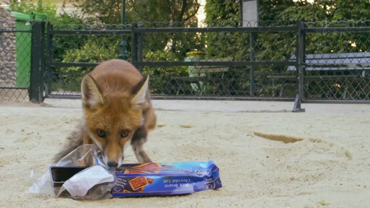 A hungry little fox gets lost in Paris