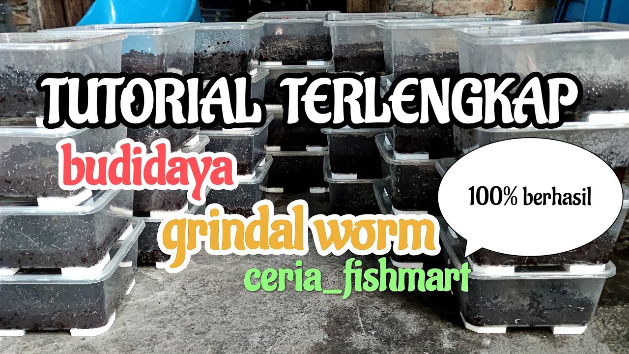 100% BERHASIL..tutorial komplit budidaya GRINDAL WORM