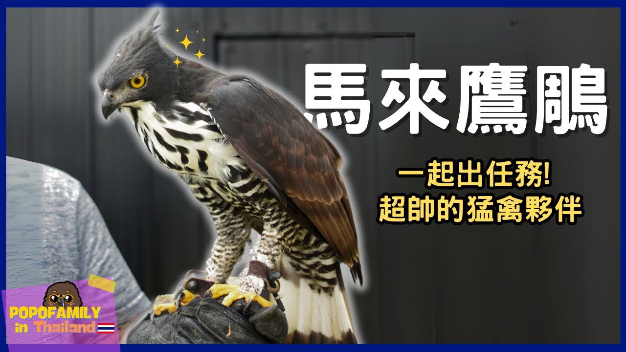 【超稀有】叢林中的黑武士 ? 猛禽界的瀟灑哥！帶馬來鷹鵰出任務啦！| 波氏家族 popofamily