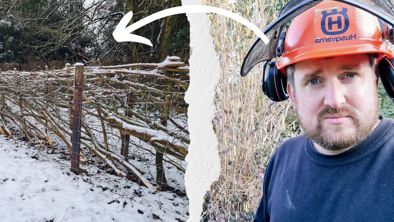 First Time Laying A Hedge! - Laying A Hedge I Planted 9 Years Ago.