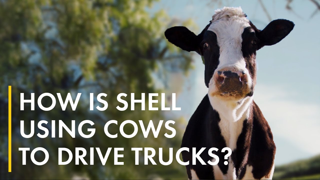 Cow poo.  A new fuel for heavy transport! | Biofuels