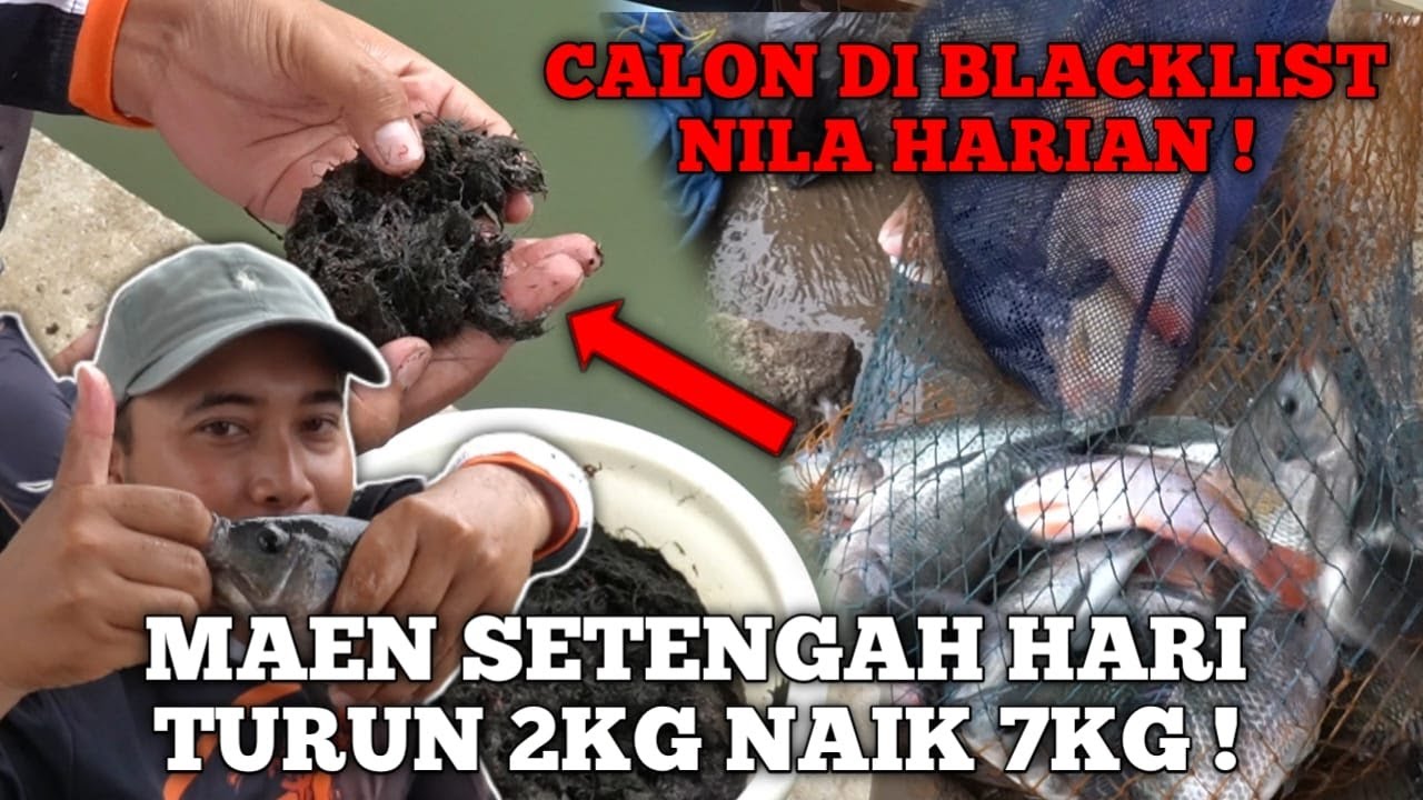 JAMINAN DI USIR PAKE UMPAN INI DI HARIAN NILA BRO ! UMPAN BLACKLIST !