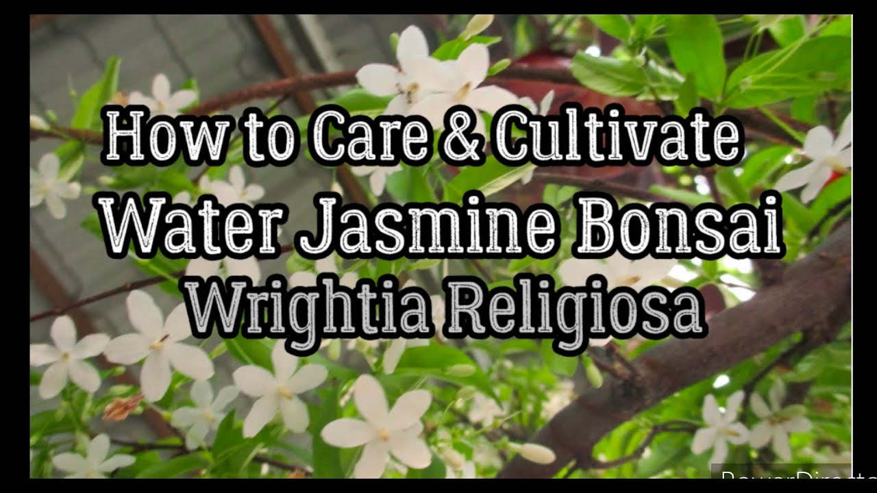 Как ухаживать и выращивать бонсай из водяного жасмина (Wrightia Religiosa)