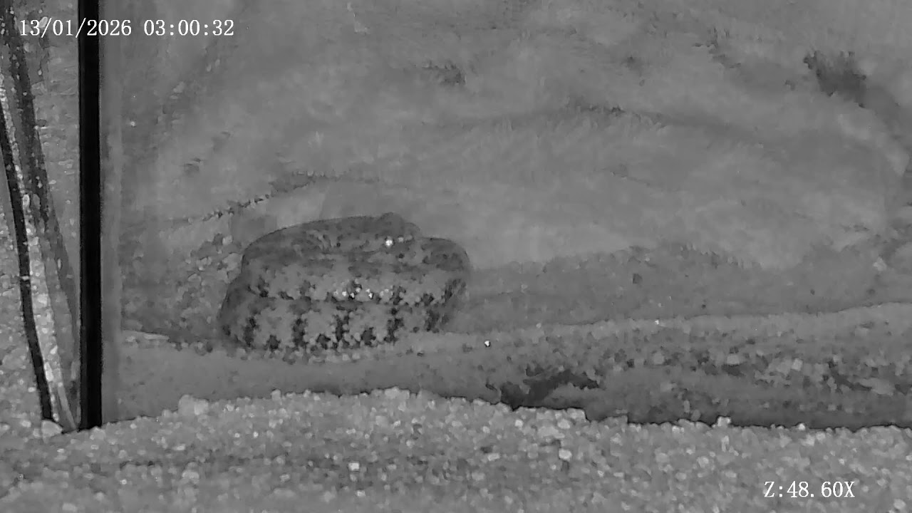 Joshua Tree Rattlesnake cam Live Stream