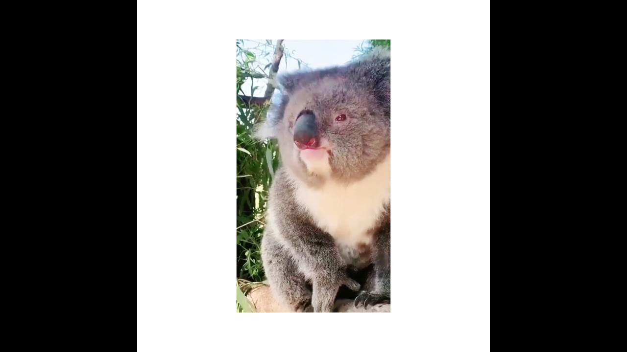 How does Koala sound like?